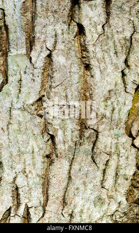 Détail de l'écorce d'un tronc d'arbre noyer Banque D'Images