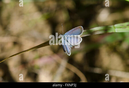 L'argent-bleu cloutés, Plebejus argus, homme, papillon se reposant au soleil. L'Andalousie, espagne. Banque D'Images