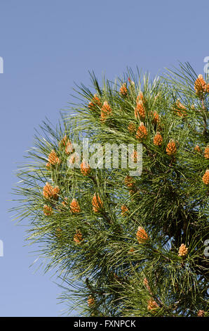 Les cônes de pollen de pin d'Alep, Pinus halepensis, Espagne. Banque D'Images