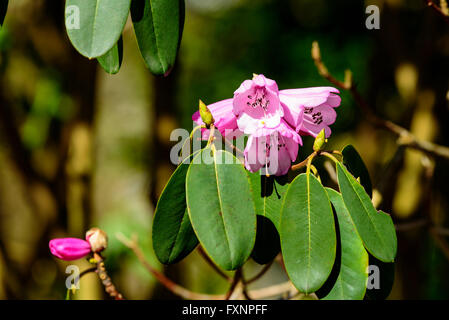 Belle fleur rhododendron mauve rose au début du printemps. Banque D'Images