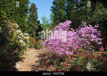 Deutschland, Nordrhein-Westfalen, Köln-Rodenkirchen, Forstbotanischer Garten Banque D'Images