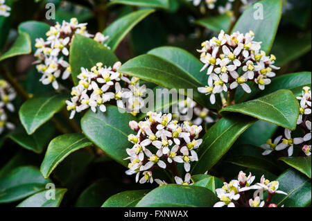 Skimmia japonica Flamme Olympique, Rutacées Banque D'Images