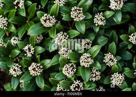 Skimmia japonica Flamme Olympique, Rutacées Banque D'Images