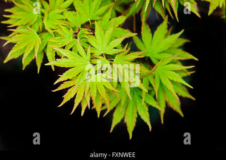 Acer palmatum Senkaki, érable japonais. Banque D'Images