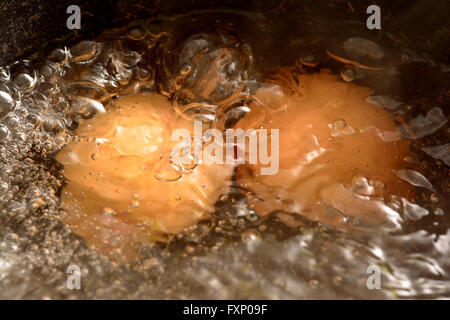 Oeufs dans l'eau bouillante Banque D'Images