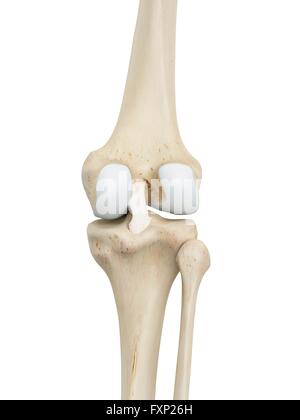 Les droits de l'articulation du genou, l'illustration de l'ordinateur. Banque D'Images