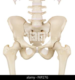 Les os du bassin, l'illustration de l'ordinateur. Banque D'Images
