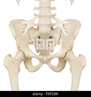 Les os du bassin, l'illustration de l'ordinateur. Banque D'Images