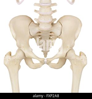 Les os du bassin, l'illustration de l'ordinateur. Banque D'Images