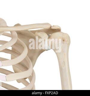 Les droits de l'os de l'épaule, l'illustration de l'ordinateur. Banque D'Images