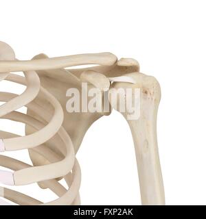 Les droits de l'os de l'épaule, l'illustration de l'ordinateur. Banque D'Images