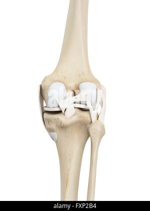 Les droits de l'articulation du genou, l'illustration de l'ordinateur. Banque D'Images