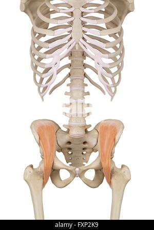 Les muscles du pelvis, illustration de l'ordinateur. Banque D'Images