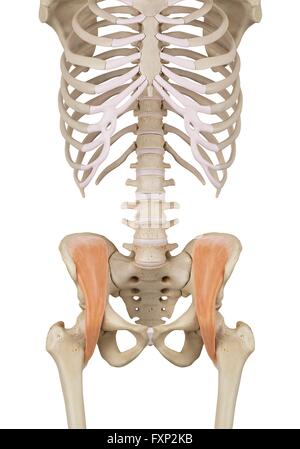 Les muscles du pelvis, illustration de l'ordinateur. Banque D'Images