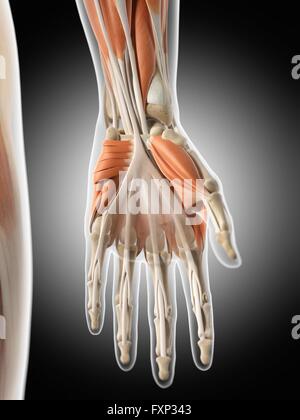 Les muscles de la main de l'ordinateur, l'illustration. Banque D'Images
