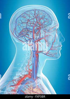 Les droits de l'système vasculaire de la tête, l'illustration de l'ordinateur. Banque D'Images