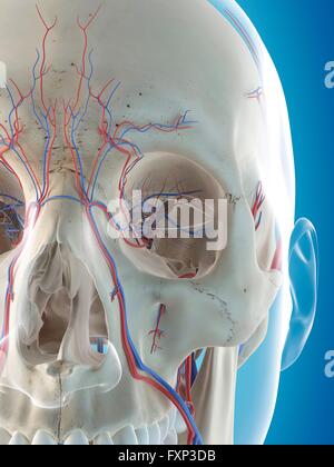 Les droits de l'système vasculaire de la tête, l'illustration de l'ordinateur. Banque D'Images