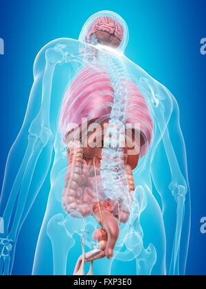 Les organes internes, illustration de l'ordinateur. Banque D'Images