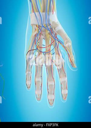 La main de l'anatomie, l'illustration de l'ordinateur. Banque D'Images