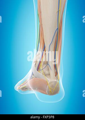 Anatomie du pied de l'ordinateur, l'illustration. Banque D'Images