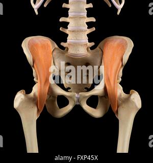 Les muscles du pelvis, illustration de l'ordinateur. Banque D'Images