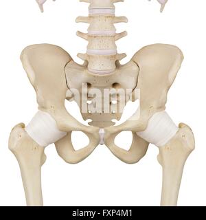 Les ligaments du bassin, l'illustration de l'ordinateur. Banque D'Images