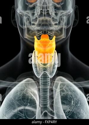 Le larynx, l'illustration de l'ordinateur. Banque D'Images