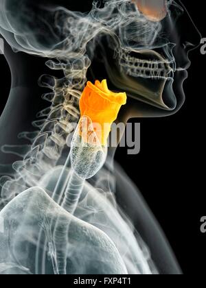 Le larynx, l'illustration de l'ordinateur. Banque D'Images