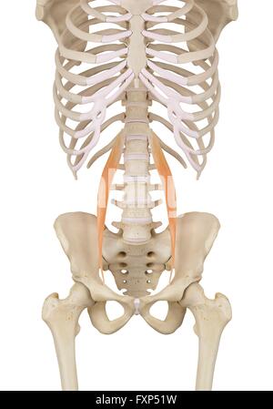 Les muscles abdominaux, illustration de l'ordinateur. Banque D'Images