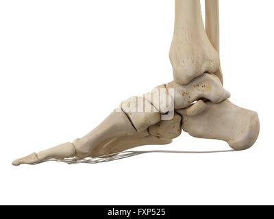 Pied humain les ligaments, illustration de l'ordinateur. Banque D'Images