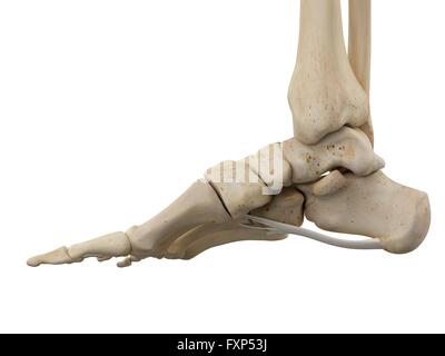 Pied humain les ligaments, illustration de l'ordinateur. Banque D'Images