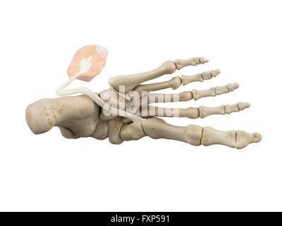 Pied humain les ligaments, illustration de l'ordinateur. Banque D'Images