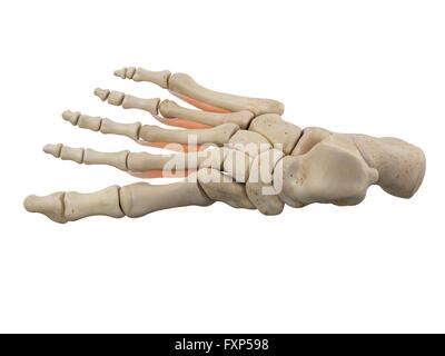 Les muscles du pied humain, illustration de l'ordinateur. Banque D'Images