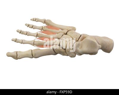 Les muscles du pied humain, illustration de l'ordinateur. Banque D'Images
