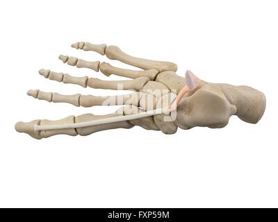 Pied humain les ligaments, illustration de l'ordinateur. Banque D'Images