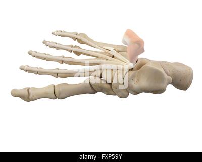 Pied humain les ligaments, illustration de l'ordinateur. Banque D'Images