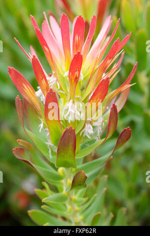 Protea (Mimetes cucullatus) en fleur, Cape Town, Afrique du Sud. Banque D'Images