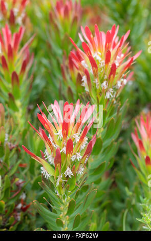 Protea (Mimetes cucullatus) en fleur, Cape Town, Afrique du Sud. Banque D'Images