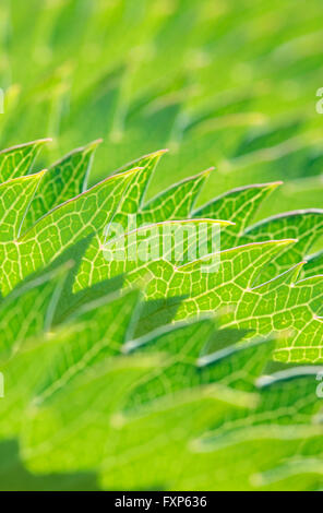 Feuille fleur miel géant (Melianthus major), Cape Town, Afrique du Sud. Banque D'Images