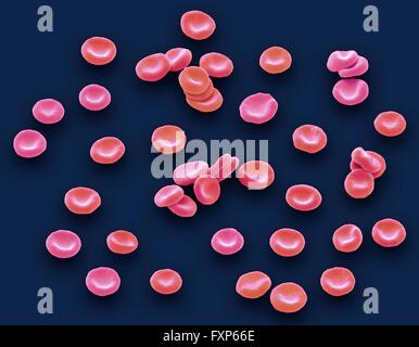 Les globules rouges du sang. Couleur de l'analyse des électrons Microphotographie (SEM) des droits de globules rouges (hématies, érythrocytes). Les globules rouges sont en forme de disque biconcave, cellules qui transportent l'oxygène des poumons vers les cellules du corps. Ils circulent dans le sang et aussi éliminer le dioxyde de carbone aux poumons pour l'expiration. Leur couleur rouge est due à l'hémoglobine protéine qui transporte l'oxygène. Les globules rouges, les cellules les plus abondantes dans le sang, n'ont pas de noyau et sont d'environ 7 micromètres. Agrandissement : x1000 lors de l'impression à 10 centimètres de diamètre. Banque D'Images