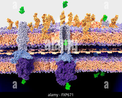 La paroi bactérienne et la résistance aux antibiotiques. Illustration du mécanisme moléculaire de la résistance aux antibiotiques. Ici, la bactérie à Gram négatif, a développé une résistance et expulse les molécules antibiotiques (streptomycine, vert) au moyen d'une protéine de membrane pompe. Dans ce cas, le canal est la protéine TolC efflux actif (violet-bleu structure). Résistance aux antibiotiques peut se produire au fil du temps grâce à l'utilisation excessive d'antibiotiques. Microbes résistants nécessitent que d'autres médicaments ou des doses d'antibiotiques. Pour une image montrant le mécanisme moléculaire de la résistance aux antibiotiques, voir F013/1538. Banque D'Images