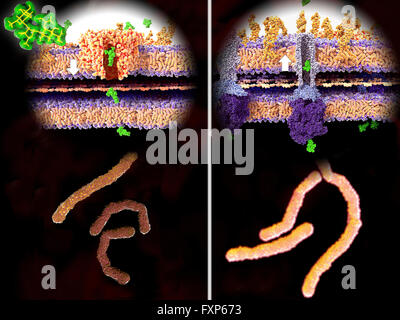 La résistance aux antibiotiques. Illustration du mécanisme moléculaire de la résistance aux antibiotiques. À gauche, un antibiotique (streptomycine, vert) passe par la paroi bactérienne (flèche blanche) dans le canal de la porine protéine, conduisant à la mort des bactéries (en bas à gauche). À droite, les bactéries à gram négatif ont développé une résistance et expulser la streptomycine au moyen d'une pompe à membrane (flèche blanche), dans ce cas, la pompe d'efflux TolC (violet-bleu structure). Résistance aux antibiotiques peut se produire au fil du temps grâce à l'utilisation excessive d'antibiotiques. Microbes résistants nécessitent que d'autres Banque D'Images