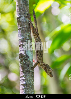 Gecko à queue de feuille moussu - Madagascar Banque D'Images