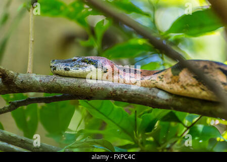 Boa constrictor sur les branches dans un environnement naturel - l'île de Nosy Be, Madagascar Banque D'Images