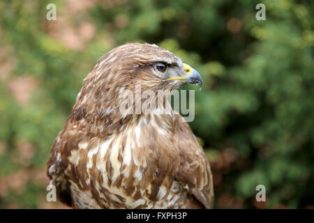 Buzzard eurasien également connu sous le nom de la buse variable Banque D'Images