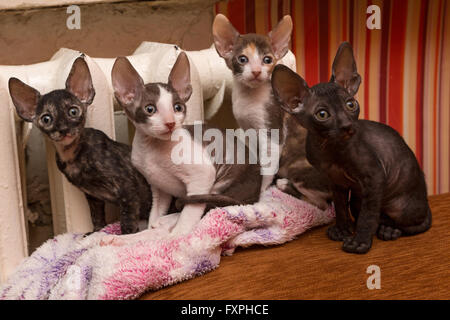 Chatons Cornish Rex sont chauffé par le radiateur Banque D'Images