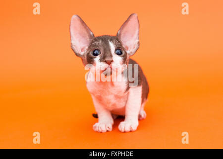 Chaton Rex Cornish avec de grandes oreilles, l'arrière-plan orange vif Banque D'Images