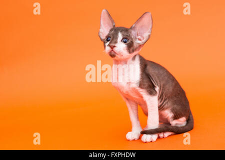 Chaton Rex Cornish avec de grandes oreilles, l'arrière-plan orange vif Banque D'Images