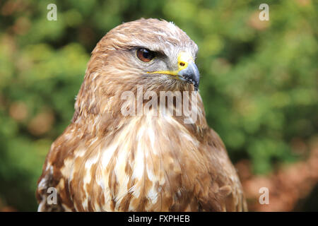 Buzzard eurasien également connu sous le nom de la buse variable Banque D'Images