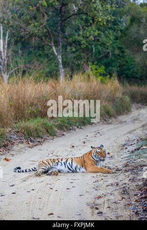 Bijrani Tigresse sur la voie de la jungle à Jim Corbett National Park, Inde. ( Panthera tigris ) Banque D'Images